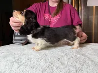 Russian Pie, a male Miniature Dachshund for sale in Oneonta, NY – Photo 10 of 10