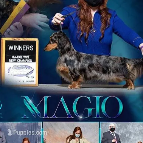 Show girl out of GCH CH Import line, a female Dachshund and Miniature Dachshund for sale in Oneonta, NY – Photo 4 of 5