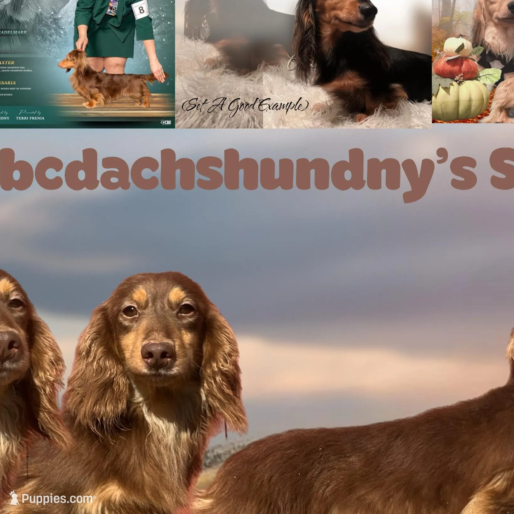 Show girl out of GCH CH Import line, a female Dachshund and Miniature Dachshund for sale in Oneonta, NY – Photo 5 of 5