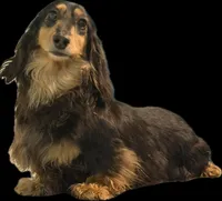 Show girl out of GCH CH Import line, a female Dachshund and Miniature Dachshund for sale in Oneonta, NY – Photo 2 of 5