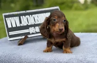 Ch Russian, a male Miniature Dachshund for sale in Oneonta, NY – 3 of 10