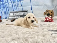 ee cream, a male Miniature Dachshund for sale in Oneonta, NY – Photo 1 of 5