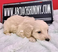 ee cream, a male Miniature Dachshund for sale in Oneonta, NY – Photo 5 of 5