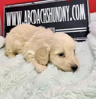 ee cream, a male Miniature Dachshund for sale in Oneonta, NY – Photo 2 of 5