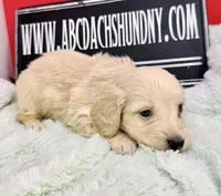 ee cream, a male Miniature Dachshund for sale in Oneonta, NY – Photo 3 of 5