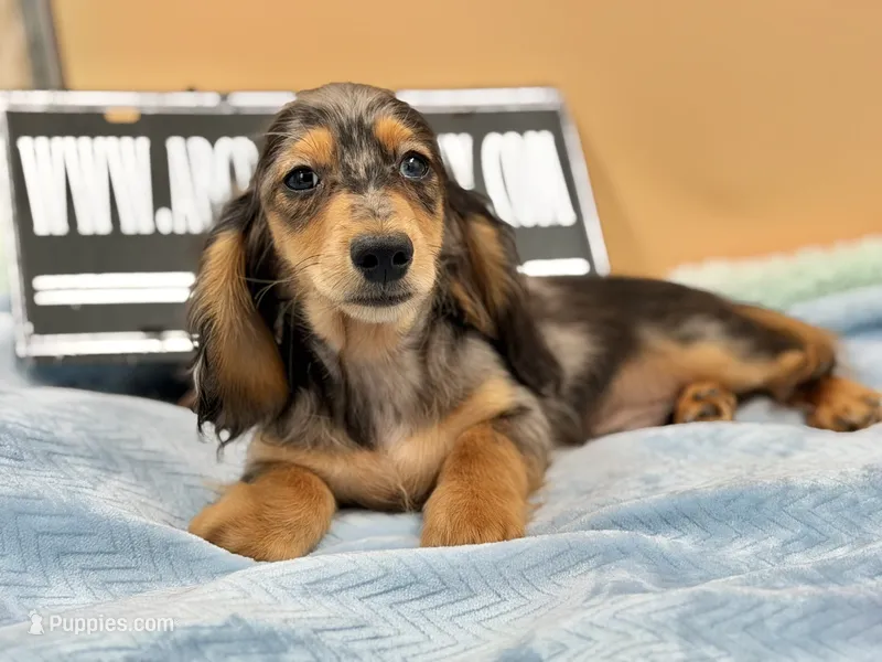 AKC Russian GCH MOM – Dachshund puppy for sale in Oneonta, NY