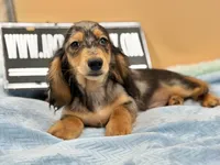 AKC Russian GCH MOM, a male Dachshund for sale in Oneonta, NY – 1 of 10