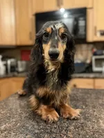 Gideon Russian, a male Miniature Dachshund for sale in Oneonta, NY – 6 of 8