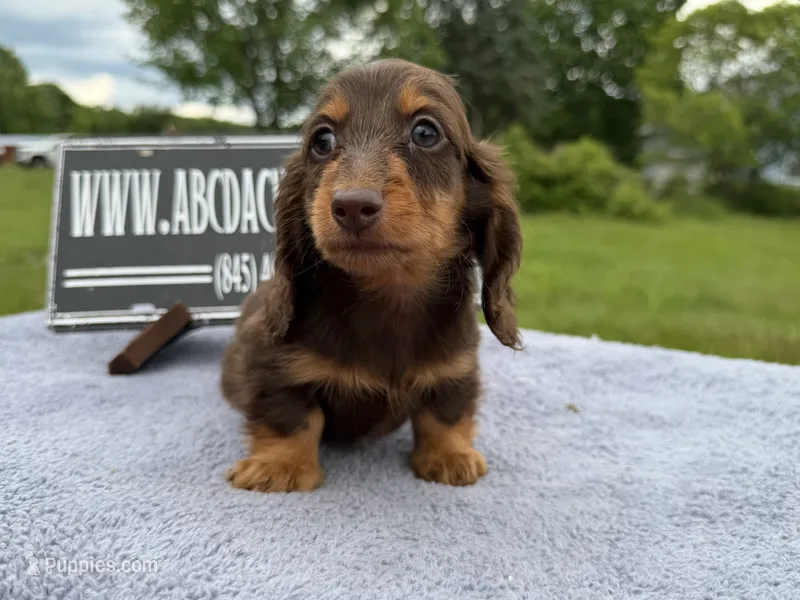 Ch Russian – Miniature Dachshund puppy for sale in Oneonta, NY