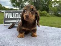 Ch Russian, a male Miniature Dachshund for sale in Oneonta, NY – 1 of 10