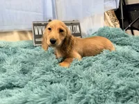 Dapple boy, a male Miniature Dachshund for sale in Oneonta, NY – 9 of 10