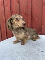 Choc cream Dapple AKC blue eye!!!, a male Miniature Dachshund for sale in Oneonta, NY – 4 of 10