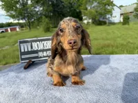 AKC Russian , a male Miniature Dachshund for sale in Oneonta, NY – 6 of 10