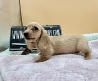 Charity South African , a female Miniature Dachshund for sale in Oneonta, NY – 2 of 9