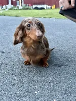 Full Russian pra Clear AKC Show, a male Miniature Dachshund for sale in Oneonta, NY – 2 of 7
