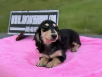 Russian sale, a female Miniature Dachshund for sale in Oneonta, NY – 3 of 10