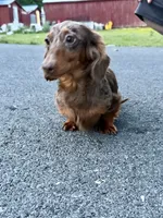 Full Russian pra Clear AKC Show, a male Miniature Dachshund for sale in Oneonta, NY – 5 of 7
