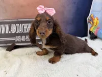 Import line AKc dapple, a female Miniature Dachshund for sale in Oneonta, NY – Photo 4 of 8