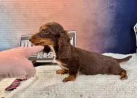 Import line AKc dapple, a female Miniature Dachshund for sale in Oneonta, NY – Photo 7 of 8
