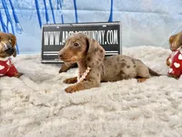 Import line AKc, a female Miniature Dachshund for sale in Oneonta, NY – Photo 6 of 8
