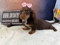 Import line AKc dapple, a female Miniature Dachshund for sale in Oneonta, NY – Photo 8 of 8