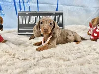 Import line AKc, a female Miniature Dachshund for sale in Oneonta, NY – Photo 3 of 8