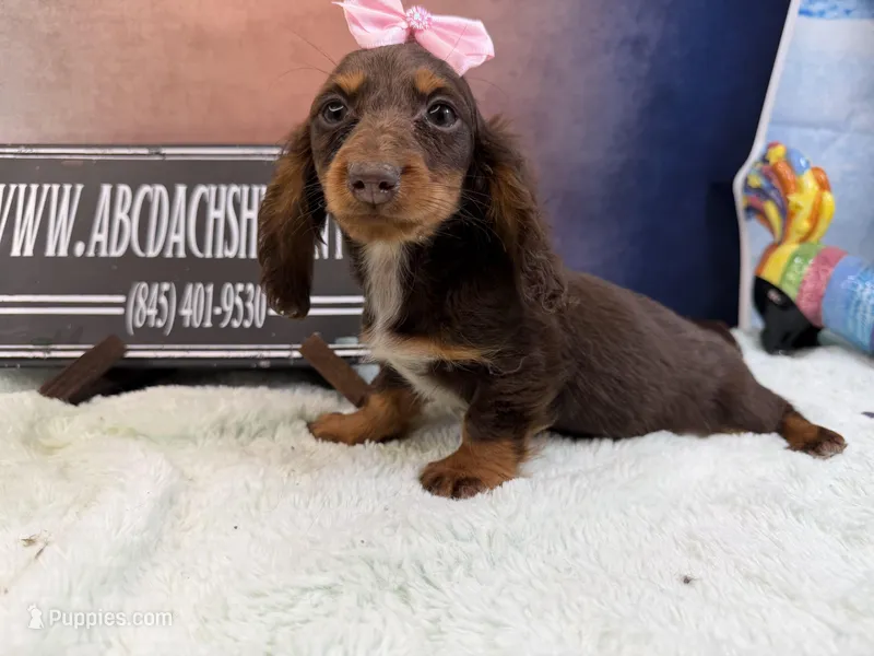 Import line AKc dapple, a female Miniature Dachshund for sale in Oneonta, NY – Photo 1 of 8