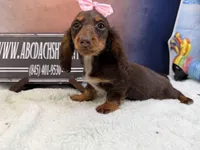 Import line AKc dapple, a female Miniature Dachshund for sale in Oneonta, NY – Photo 1 of 8