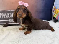 Import line AKc dapple, a female Miniature Dachshund for sale in Oneonta, NY – Photo 6 of 8