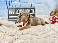 Import line AKc, a female Miniature Dachshund for sale in Oneonta, NY – Photo 1 of 8