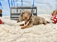 Import line AKc, a female Miniature Dachshund for sale in Oneonta, NY – Photo 5 of 8