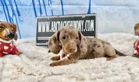 Import line AKc, a female Miniature Dachshund for sale in Oneonta, NY – Photo 2 of 8