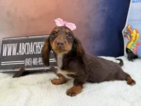 Import line AKc dapple, a female Miniature Dachshund for sale in Oneonta, NY – Photo 5 of 8
