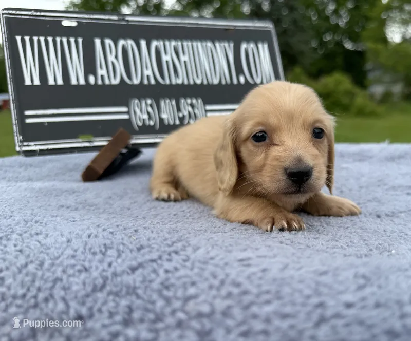 AKC S.African – Miniature Dachshund puppy for sale in Oneonta, NY