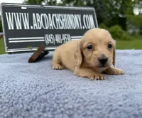 AKC S.African, a male Miniature Dachshund for sale in Oneonta, NY – 1 of 10