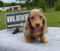 Ch Russian line, a male Miniature Dachshund for sale in Oneonta, NY – 2 of 10