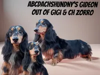 Gideon Russian ch sired, a male Miniature Dachshund for sale in Oneonta, NY – 1 of 9