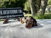 Russian smooth dapple, a female Dachshund for sale in Oneonta, NY – 5 of 6