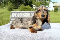 AKC show boy- russian sale, a male Miniature Dachshund for sale in Oneonta, NY – 5 of 10