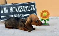 Russian Smooth red, a female Dachshund for sale in Oneonta, NY – 3 of 6