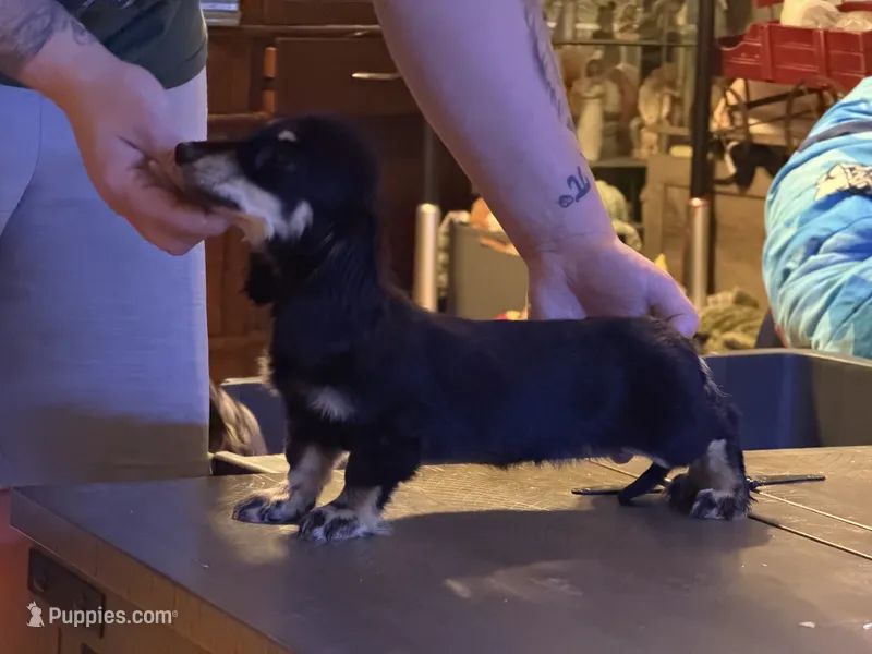 Ch import akc – Miniature Dachshund puppy for sale in Oneonta, NY