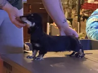 Ch import akc, a female Miniature Dachshund for sale in Oneonta, NY – 1 of 9