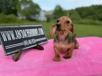 AKC IMPORT PRA Clear sale, a female Miniature Dachshund for sale in Oneonta, NY – 5 of 10