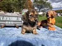 Uk import cream, a male Miniature Dachshund for sale in Oneonta, NY – 2 of 8