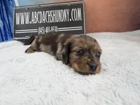 2 blue eyes, a male Miniature Dachshund for sale in Oneonta, NY – Photo 7 of 8