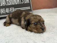 2 blue eyes, a male Miniature Dachshund for sale in Oneonta, NY – Photo 2 of 8