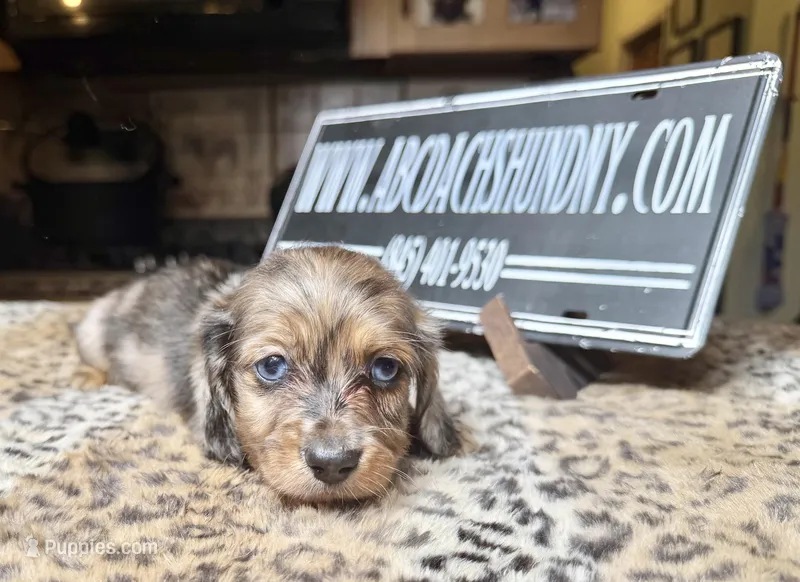 2 blue eyes – Miniature Dachshund puppy for sale in Oneonta, NY