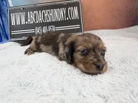 2 blue eyes, a male Miniature Dachshund for sale in Oneonta, NY – Photo 6 of 8
