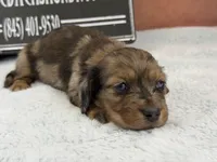 2 blue eyes, a male Miniature Dachshund for sale in Oneonta, NY – Photo 4 of 8