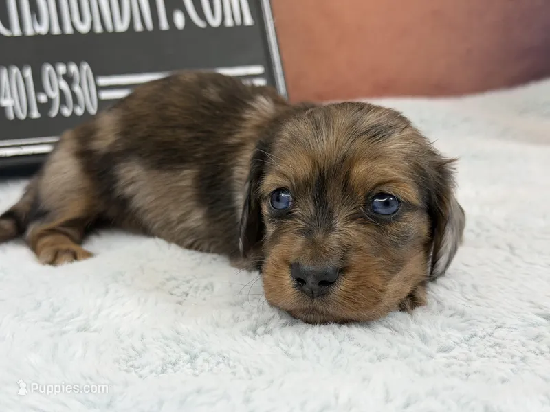 2 blue eyes – Miniature Dachshund puppy for sale in Oneonta, NY